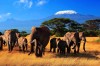 Национальные парки Кении. Тропа 