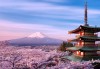 Япония: цветение сакуры